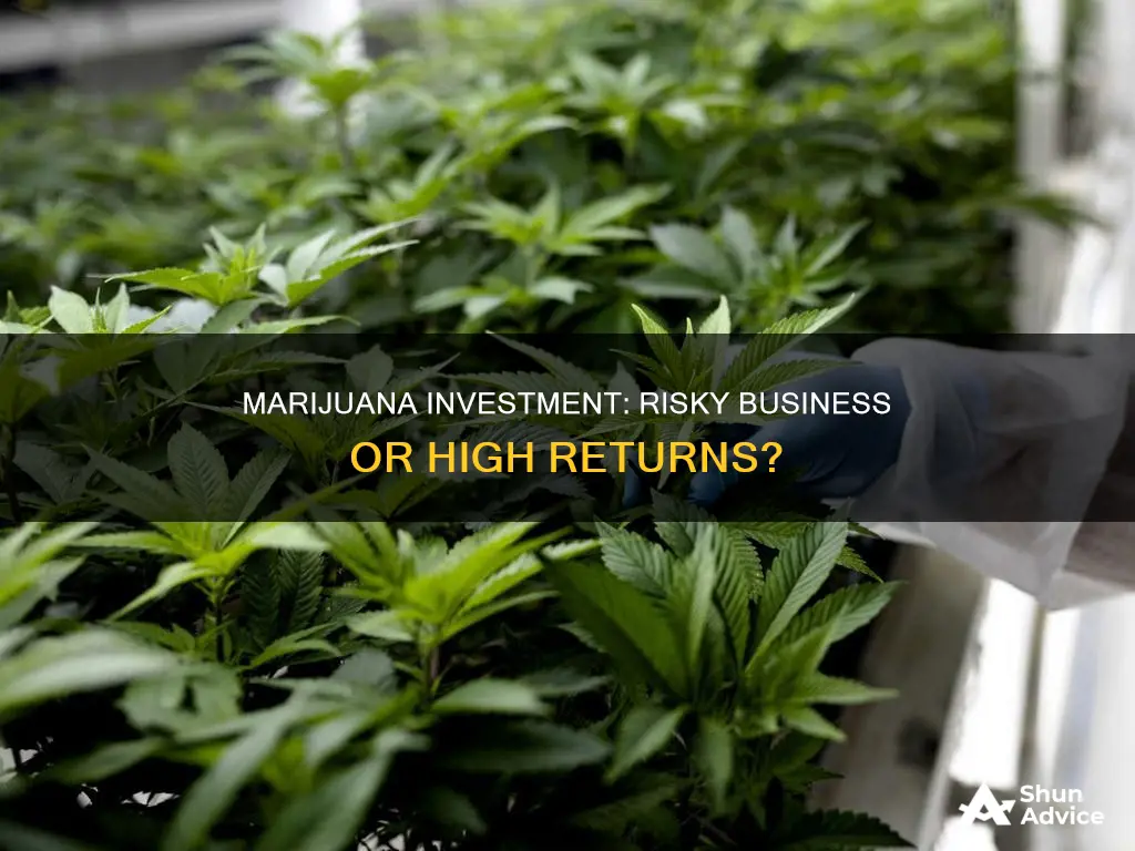 are there risks to investing in marijuana