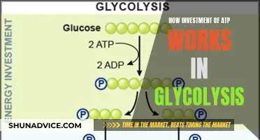 Unraveling ATP's Role in the Glycolytic Process: A Comprehensive Guide