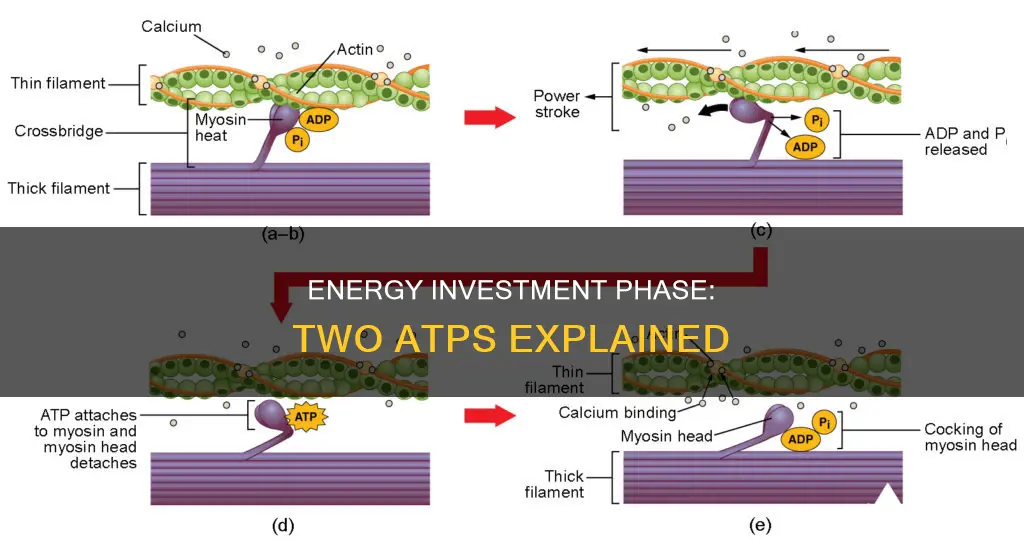 why are two atp used in energy investment phase