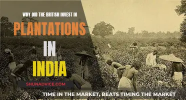 British Plantations in India: A Historical Investment Decision