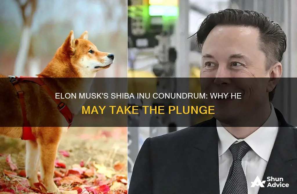 will elon musk invest in shiba inu